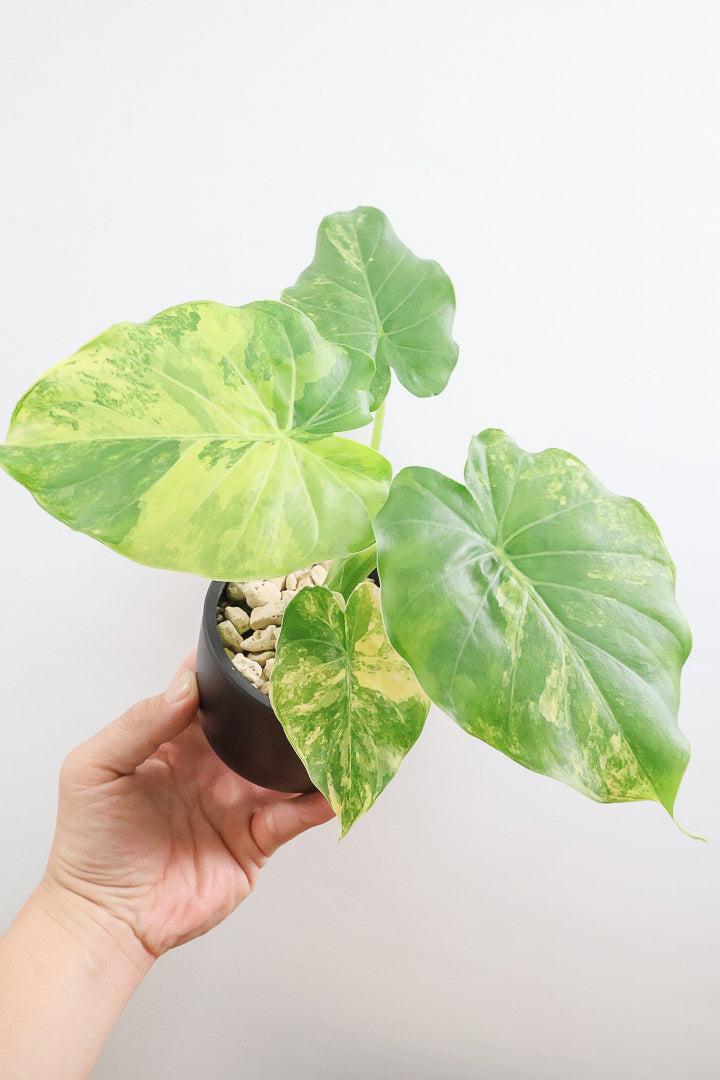 【アロカシア マクロリゾス オーレア】※１鉢限定※APEGO初入荷！この黄斑はかなりキレイ！軽量なポリプロピレン製のPOTです！