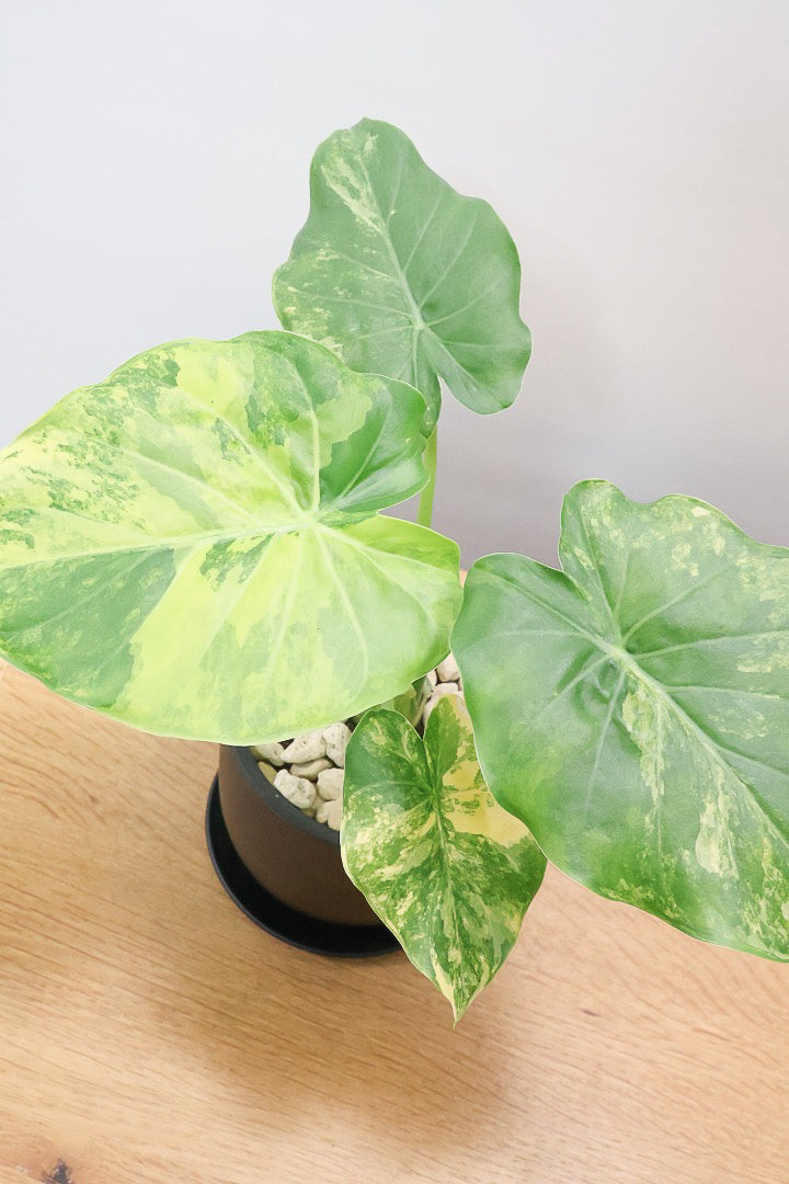 【アロカシア マクロリゾス オーレア】※１鉢限定※APEGO初入荷！この黄斑はかなりキレイ！軽量なポリプロピレン製のPOTです！