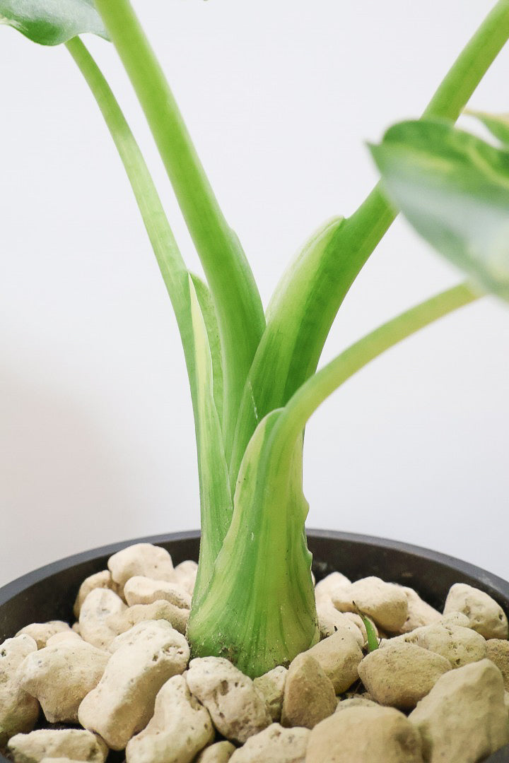 【アロカシア マクロリゾス オーレア】※１鉢限定※APEGO初入荷！この黄斑はかなりキレイ！軽量なポリプロピレン製のPOTです！