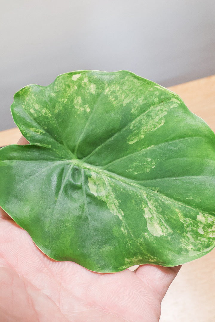 【アロカシア マクロリゾス オーレア】※１鉢限定※APEGO初入荷！この黄斑はかなりキレイ！軽量なポリプロピレン製のPOTです！