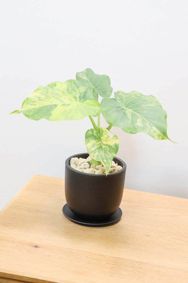 【アロカシア マクロリゾス オーレア】※１鉢限定※APEGO初入荷！この黄斑はかなりキレイ！軽量なポリプロピレン製のPOTです！