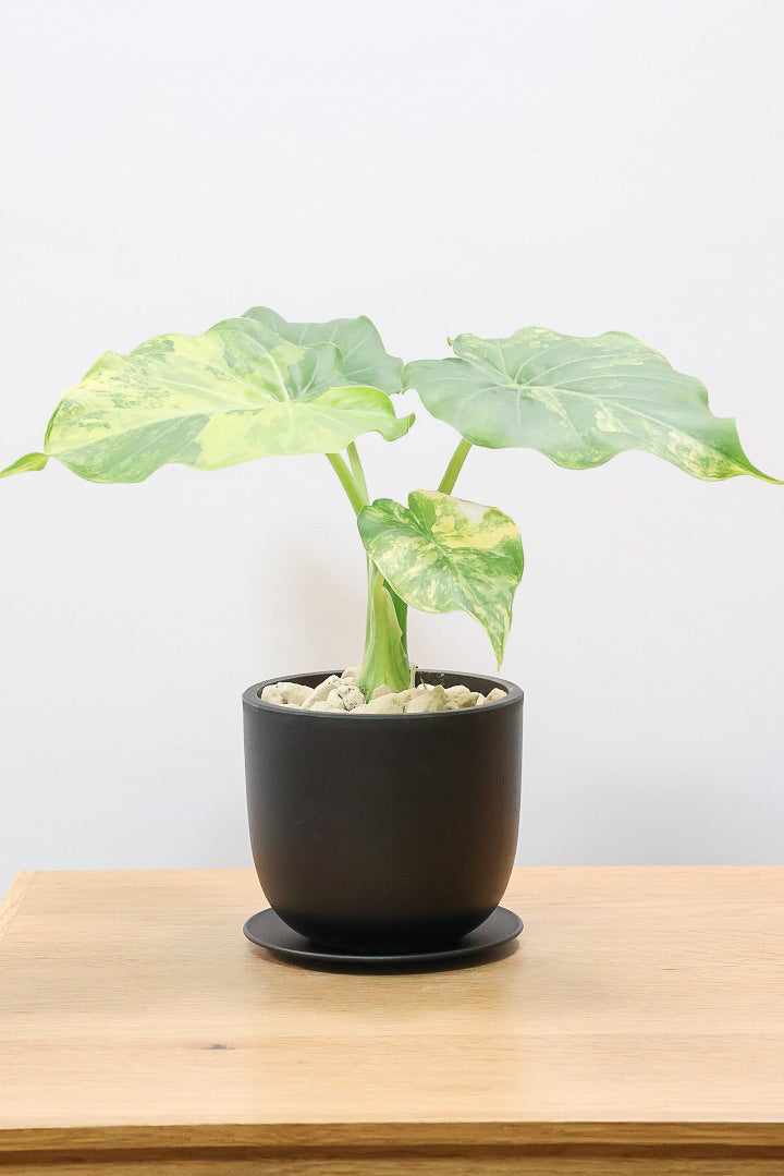 【アロカシア マクロリゾス オーレア】※１鉢限定※APEGO初入荷！この黄斑はかなりキレイ！軽量なポリプロピレン製のPOTです！