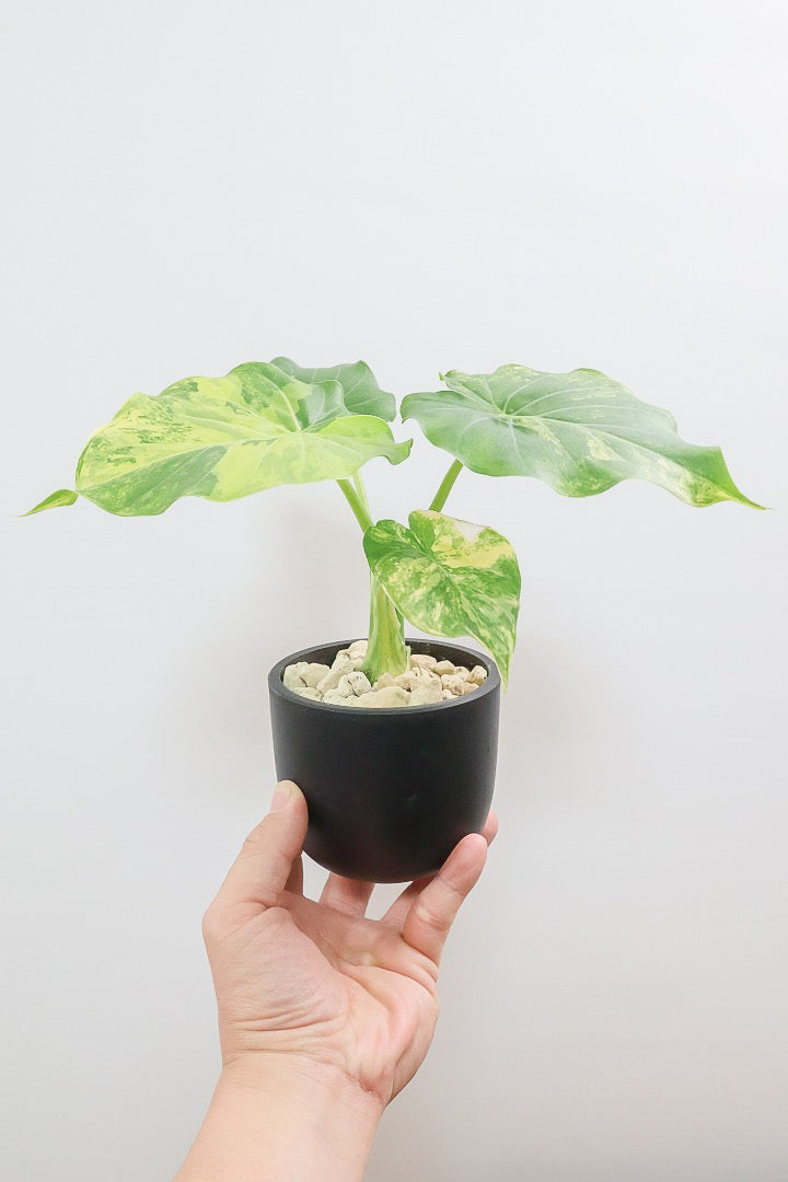 【アロカシア マクロリゾス オーレア】※１鉢限定※APEGO初入荷！この黄斑はかなりキレイ！軽量なポリプロピレン製のPOTです！