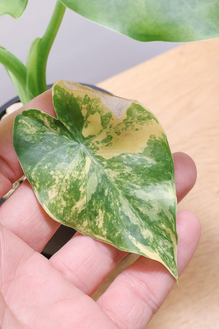 【アロカシア マクロリゾス オーレア】※１鉢限定※APEGO初入荷！この黄斑はかなりキレイ！軽量なポリプロピレン製のPOTです！