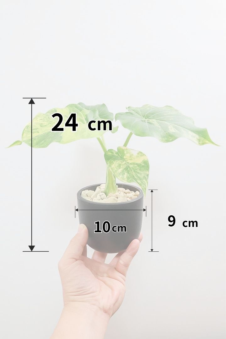 【アロカシア マクロリゾス オーレア】※１鉢限定※APEGO初入荷！この黄斑はかなりキレイ！軽量なポリプロピレン製のPOTです！