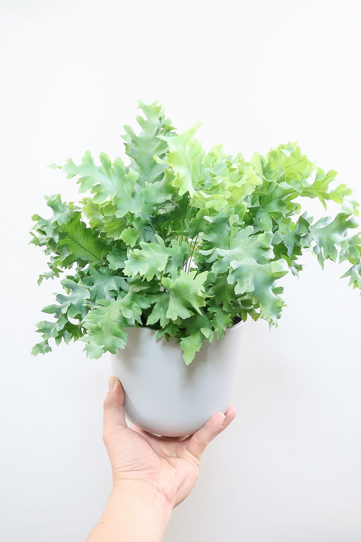 【フレボディウム オーレウムダバナ】ポリプロピレン製のシンプルなPOT。人気のシルバーリーフ！見た目はフリフリ質感はシャリシャリのかわいい葉です！