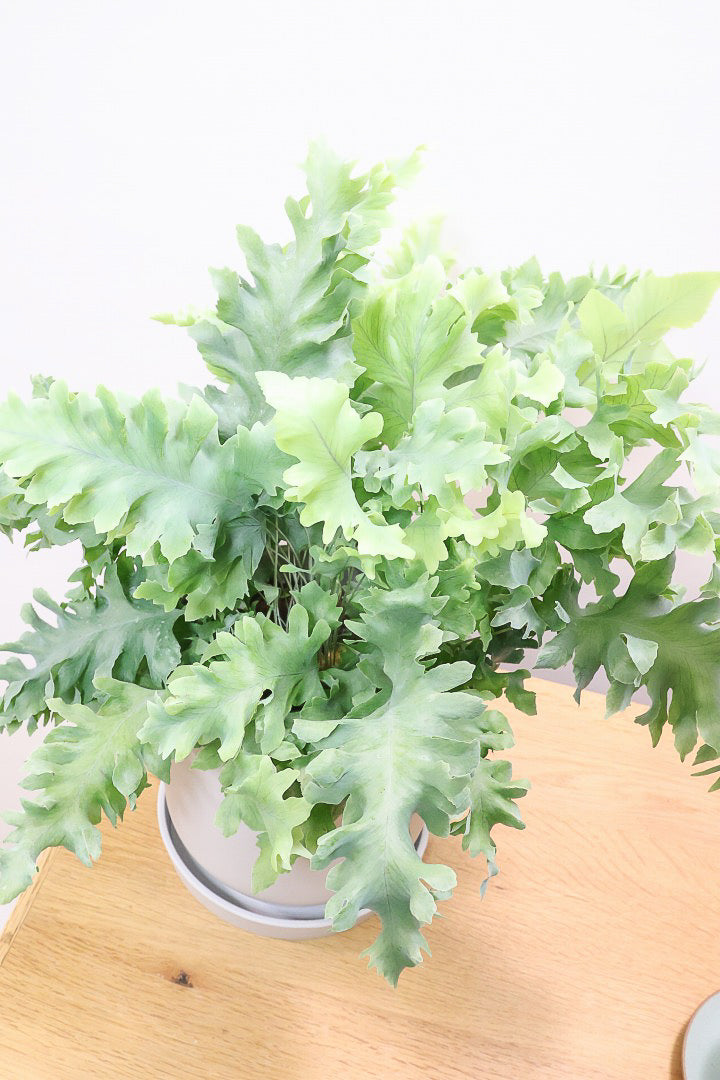 【フレボディウム オーレウムダバナ】ポリプロピレン製のシンプルなPOT。人気のシルバーリーフ！見た目はフリフリ質感はシャリシャリのかわいい葉です！