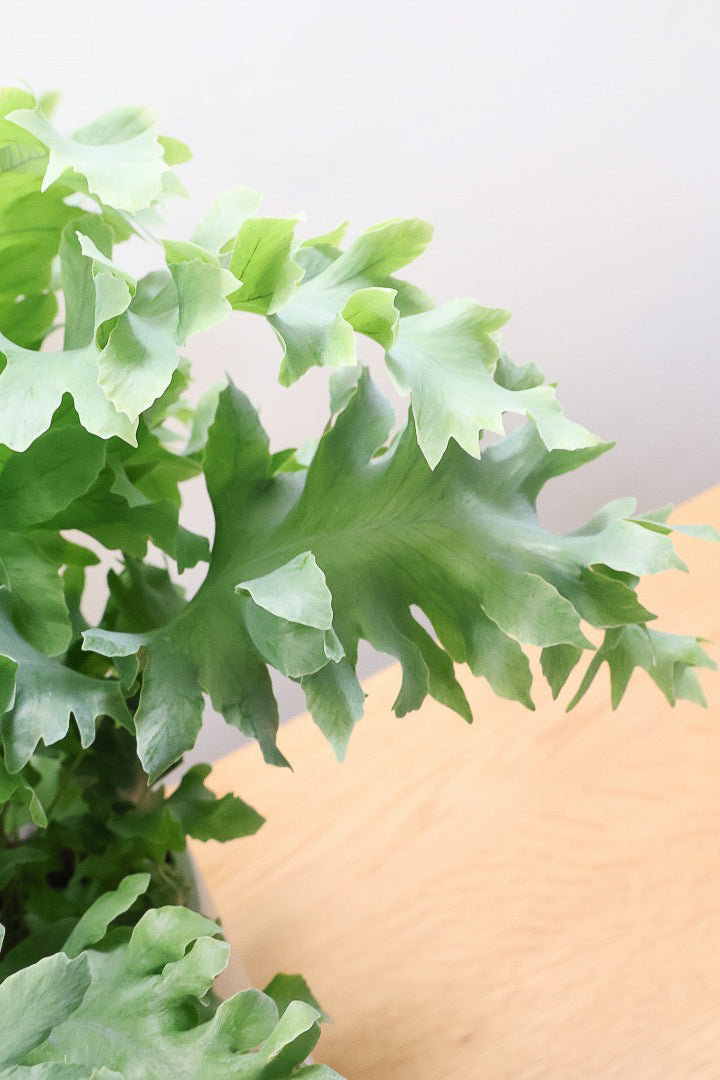 【フレボディウム オーレウムダバナ】ポリプロピレン製のシンプルなPOT。人気のシルバーリーフ！見た目はフリフリ質感はシャリシャリのかわいい葉です！