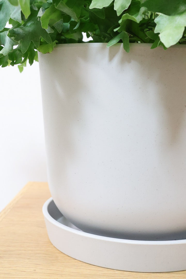 【フレボディウム オーレウムダバナ】ポリプロピレン製のシンプルなPOT。人気のシルバーリーフ！見た目はフリフリ質感はシャリシャリのかわいい葉です！