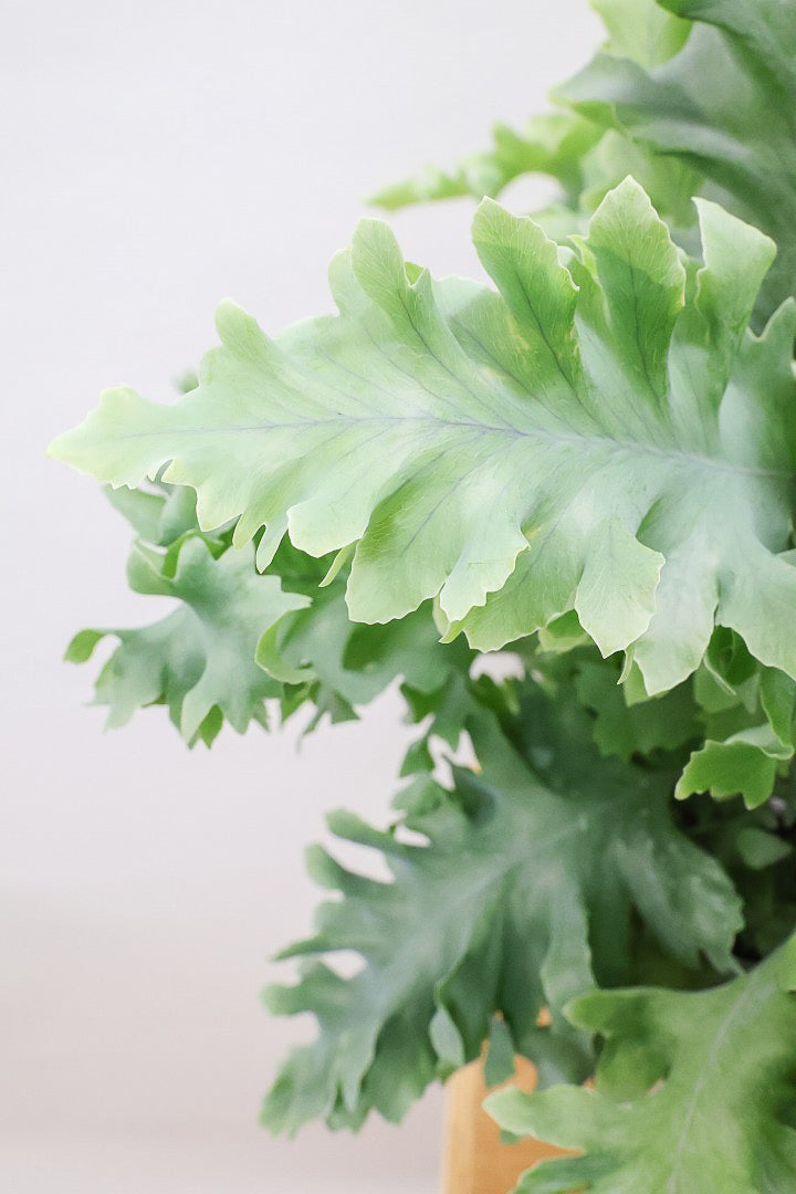 【フレボディウム オーレウムダバナ】ポリプロピレン製のシンプルなPOT。人気のシルバーリーフ！見た目はフリフリ質感はシャリシャリのかわいい葉です！