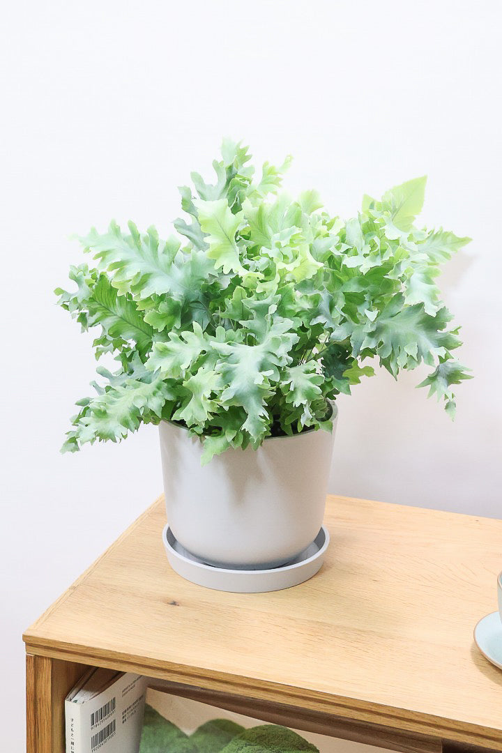 【フレボディウム オーレウムダバナ】ポリプロピレン製のシンプルなPOT。人気のシルバーリーフ！見た目はフリフリ質感はシャリシャリのかわいい葉です！