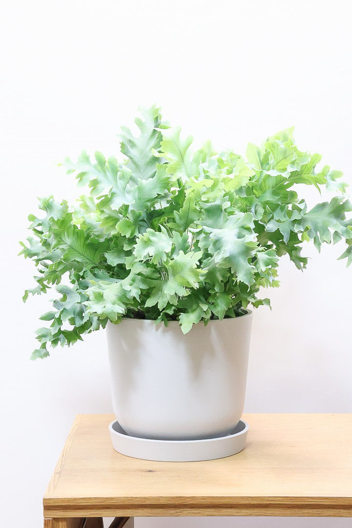 【フレボディウム オーレウムダバナ】ポリプロピレン製のシンプルなPOT。人気のシルバーリーフ！見た目はフリフリ質感はシャリシャリのかわいい葉です！