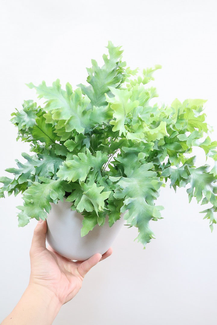 【フレボディウム オーレウムダバナ】ポリプロピレン製のシンプルなPOT。人気のシルバーリーフ！見た目はフリフリ質感はシャリシャリのかわいい葉です！