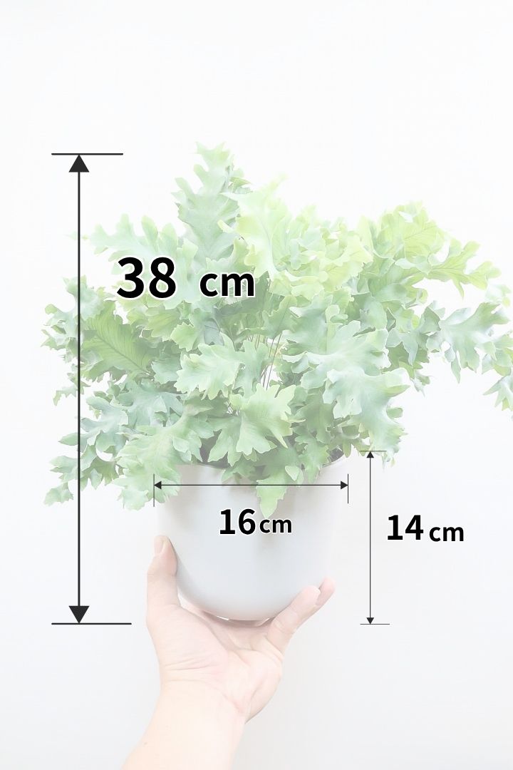 【フレボディウム オーレウムダバナ】ポリプロピレン製のシンプルなPOT。人気のシルバーリーフ！見た目はフリフリ質感はシャリシャリのかわいい葉です！