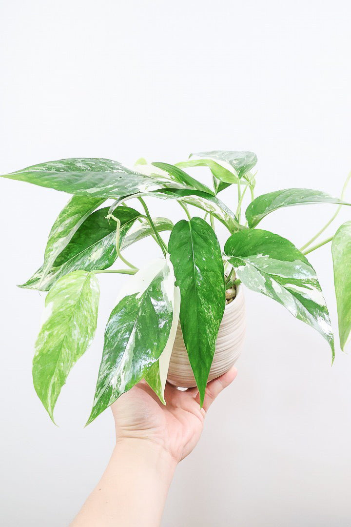 葉っぱ エピプレナム ピナツム マーブルW61611| 観葉植物の通信販売 | APEGO