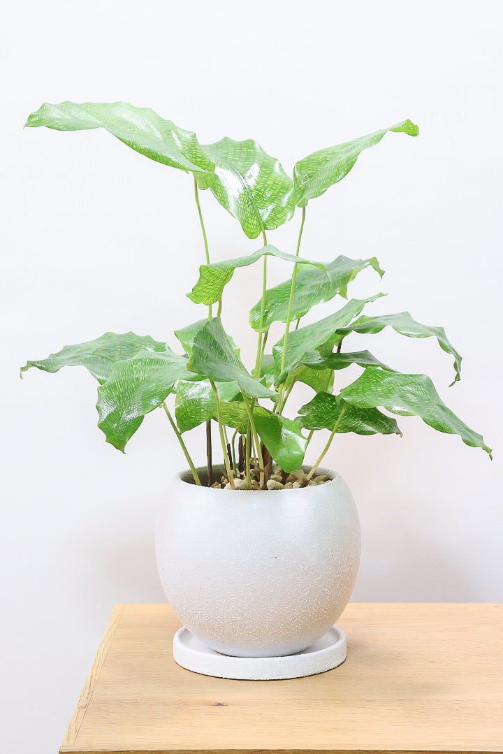 カラテア ムサイカW61612| 観葉植物の通信販売 | APEGO(アペーゴ)