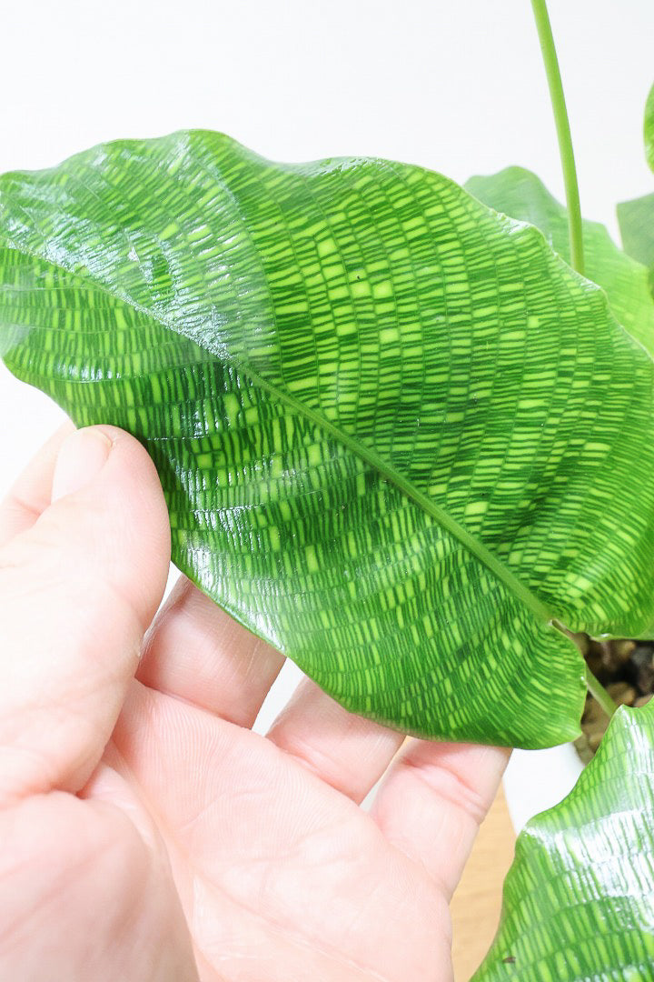 カラテア ムサイカW61612| 観葉植物の通信販売 | APEGO(アペーゴ)