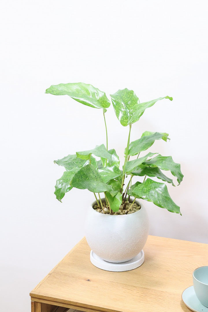 カラテア ムサイカW61612| 観葉植物の通信販売 | APEGO(アペーゴ)