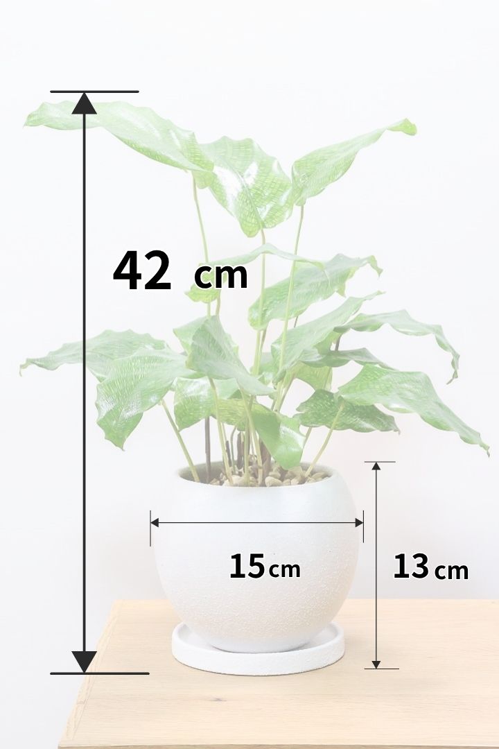 カラテア ムサイカW61612| 観葉植物の通信販売 | APEGO(アペーゴ)