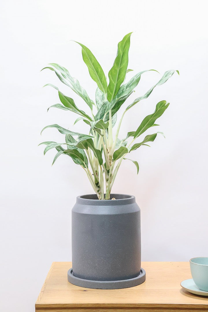 【アグラオネマ ゴースト】大好きな品種！とっても爽やかな葉色でシャープなフォルム！ウェーブしたかわいい葉が特徴です！