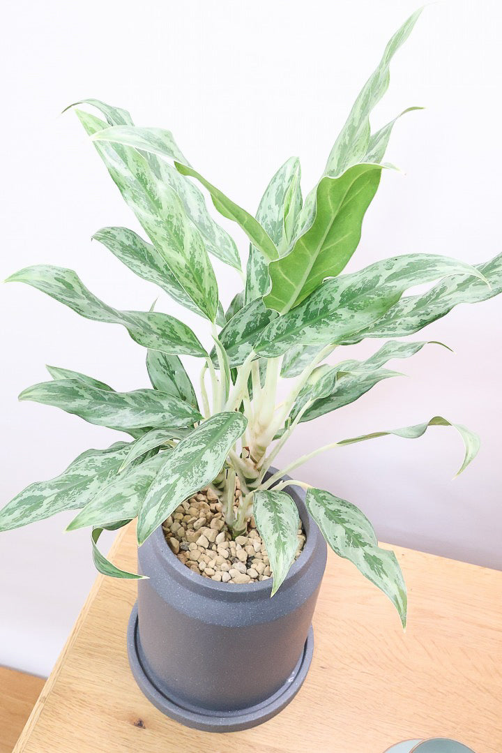 【アグラオネマ ゴースト】大好きな品種！とっても爽やかな葉色でシャープなフォルム！ウェーブしたかわいい葉が特徴です！