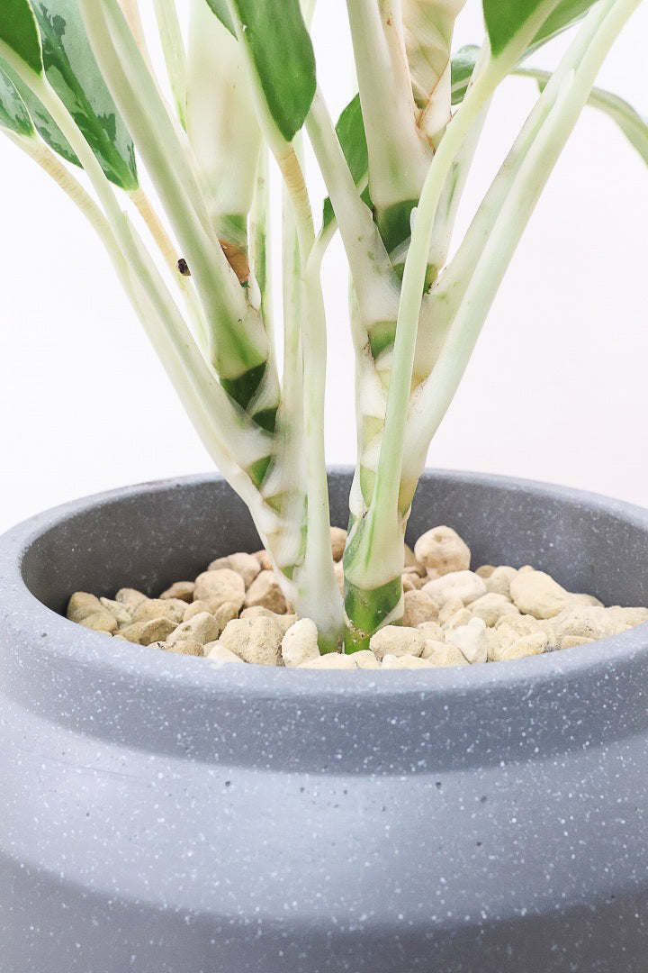 【アグラオネマ ゴースト】大好きな品種！とっても爽やかな葉色でシャープなフォルム！ウェーブしたかわいい葉が特徴です！