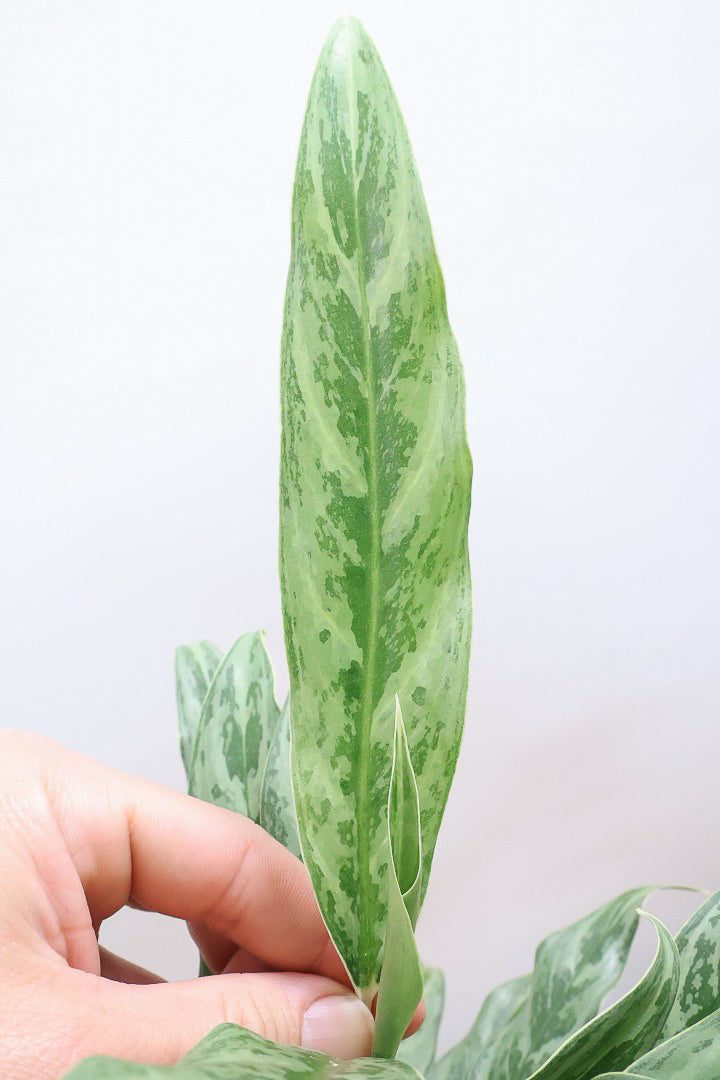 【アグラオネマ ゴースト】大好きな品種！とっても爽やかな葉色でシャープなフォルム！ウェーブしたかわいい葉が特徴です！