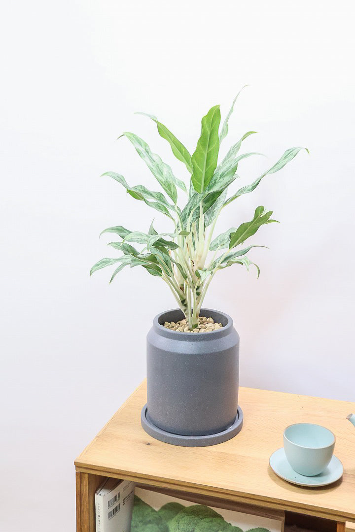 【アグラオネマ ゴースト】大好きな品種！とっても爽やかな葉色でシャープなフォルム！ウェーブしたかわいい葉が特徴です！