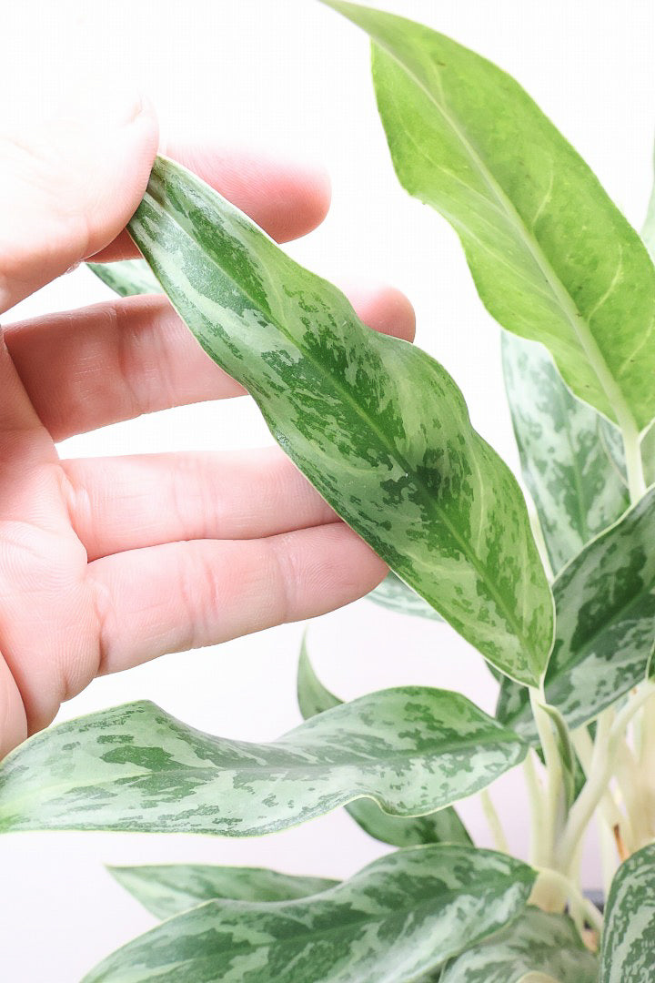【アグラオネマ ゴースト】大好きな品種！とっても爽やかな葉色でシャープなフォルム！ウェーブしたかわいい葉が特徴です！