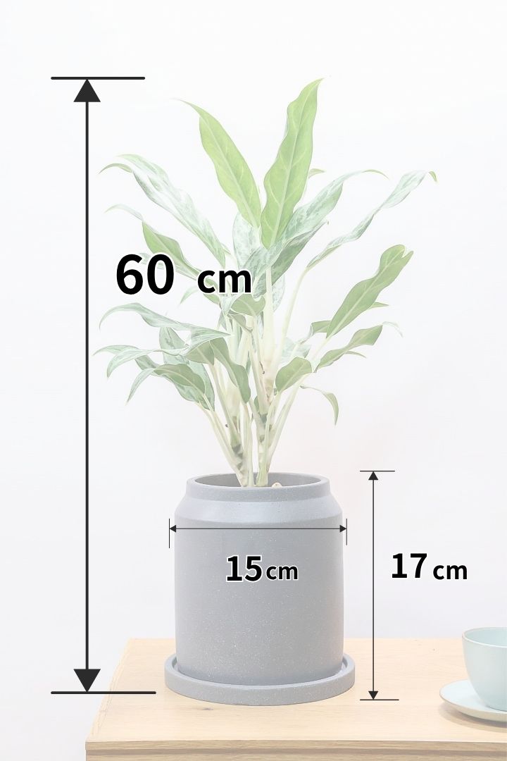 【アグラオネマ ゴースト】大好きな品種！とっても爽やかな葉色でシャープなフォルム！ウェーブしたかわいい葉が特徴です！