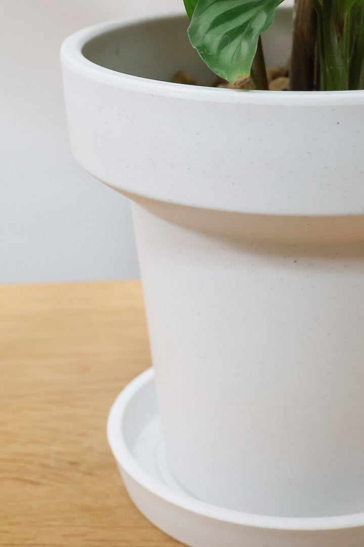 【カラテア フレディ】軽量なポリプロピレン製のPOT！シルバーグリーンの葉色が特徴！カラテアの中でも育てやすい品種です！