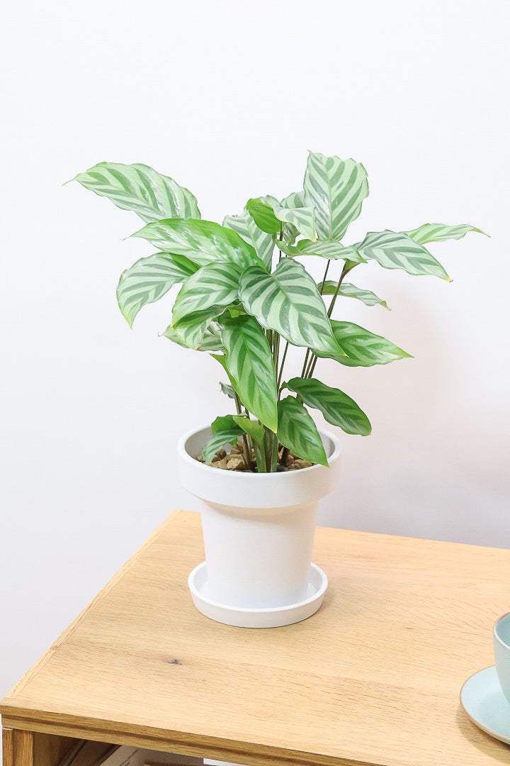 【カラテア フレディ】軽量なポリプロピレン製のPOT！シルバーグリーンの葉色が特徴！カラテアの中でも育てやすい品種です！