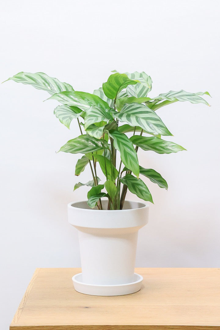 【カラテア フレディ】軽量なポリプロピレン製のPOT！シルバーグリーンの葉色が特徴！カラテアの中でも育てやすい品種です！
