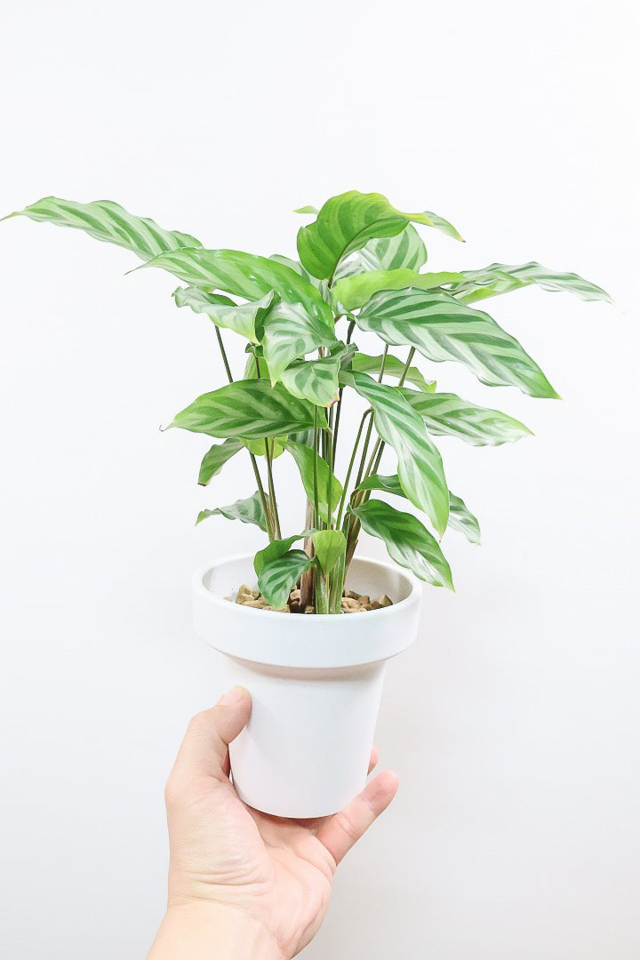 カラテア フレディGL61614| 観葉植物の通信販売 | APEGO(アペーゴ)