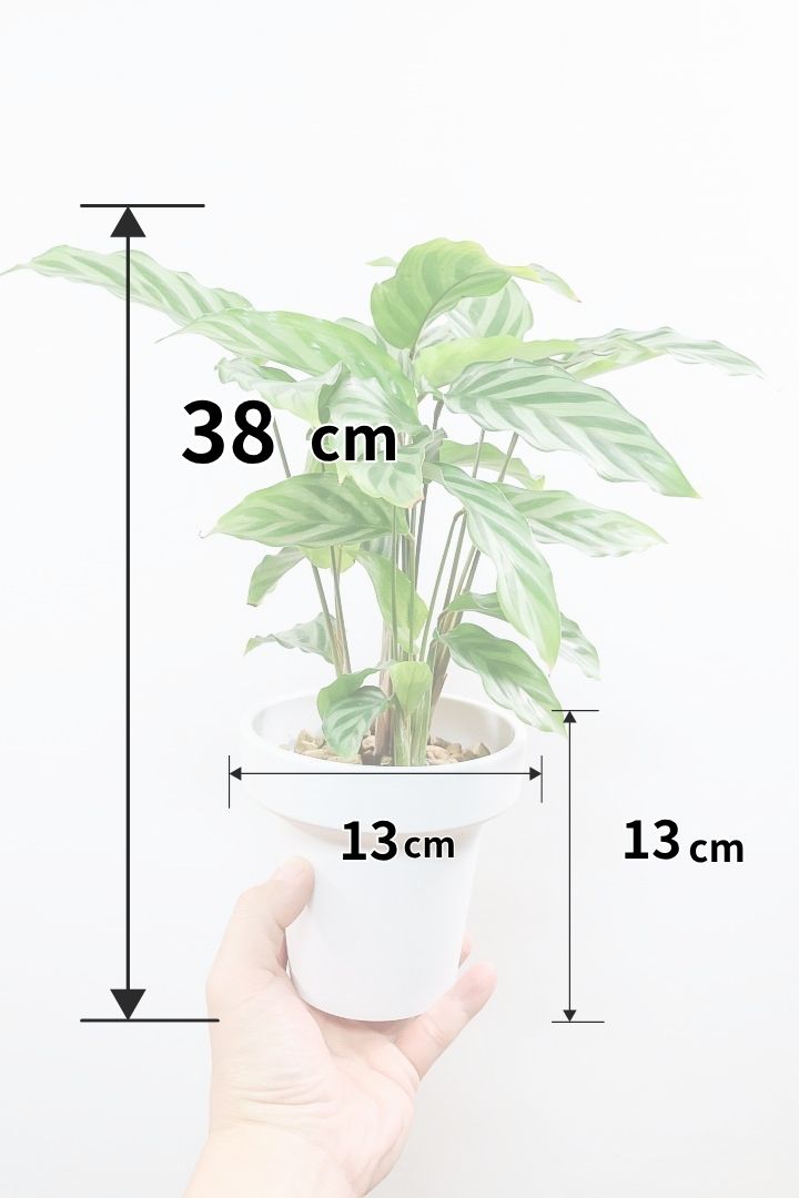 葉の模様が美しいカラテアの種類を一挙紹介！| 観葉植物の基礎知識|APEGO