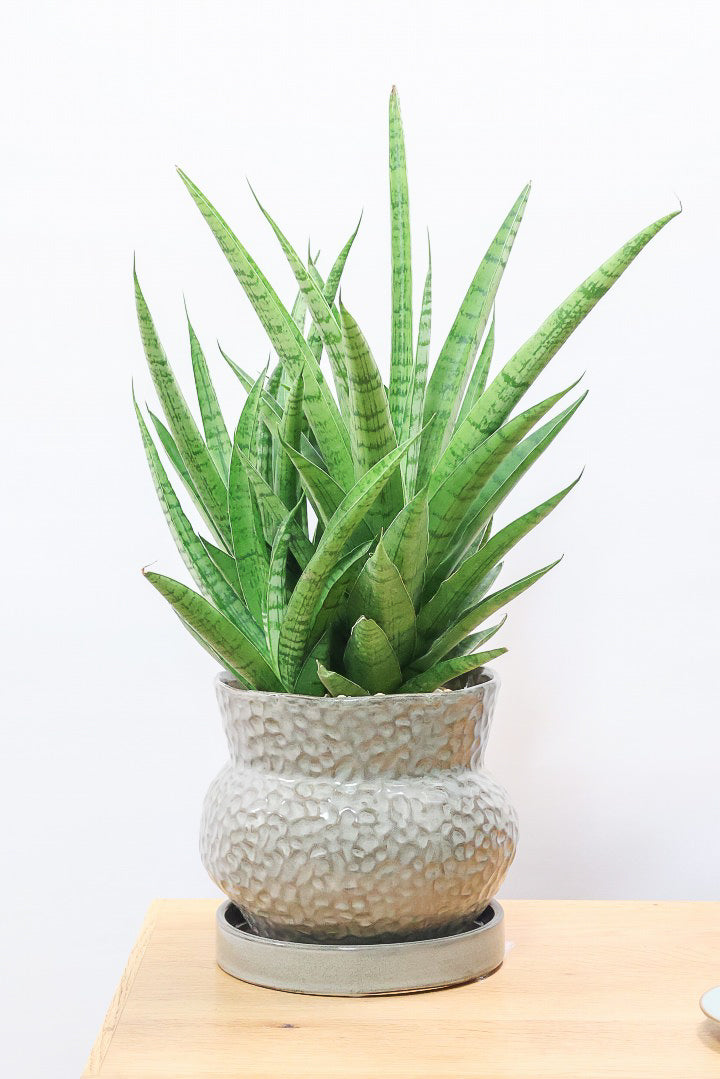 【サンスベリア ハイブリッド】ボリュームのある群生タイプ！これは見ごたえがあります！