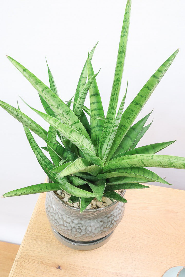 【サンスベリア ハイブリッド】ボリュームのある群生タイプ！これは見ごたえがあります！