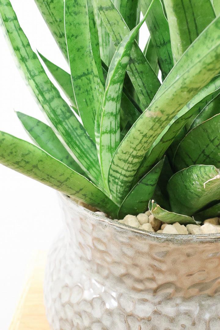 【サンスベリア ハイブリッド】ボリュームのある群生タイプ！これは見ごたえがあります！