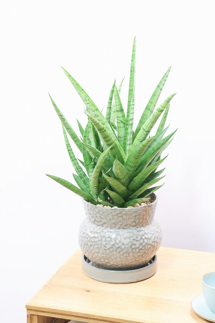 【サンスベリア ハイブリッド】ボリュームのある群生タイプ！これは見ごたえがあります！