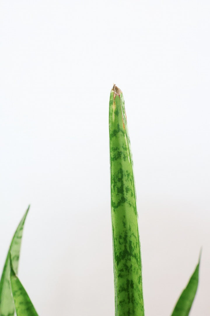 【サンスベリア ハイブリッド】ボリュームのある群生タイプ！これは見ごたえがあります！