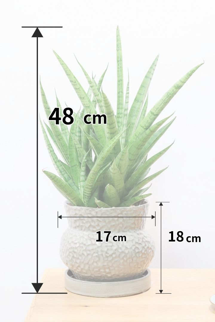 【サンスベリア ハイブリッド】ボリュームのある群生タイプ！これは見ごたえがあります！