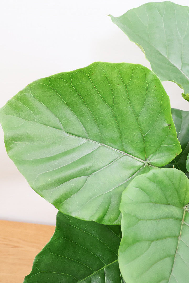 ウンベラータIV61619B| 観葉植物の通信販売 | APEGO(アペーゴ)