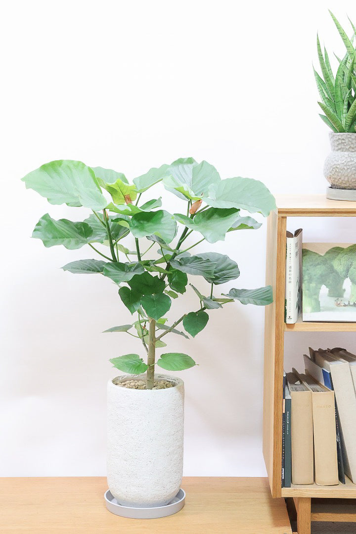 ウンベラータ　観葉植物　190cm 2026.4.8撮影 ウンベラータIV61619B| 観葉植物の通信販売 | APEGO(アペーゴ)