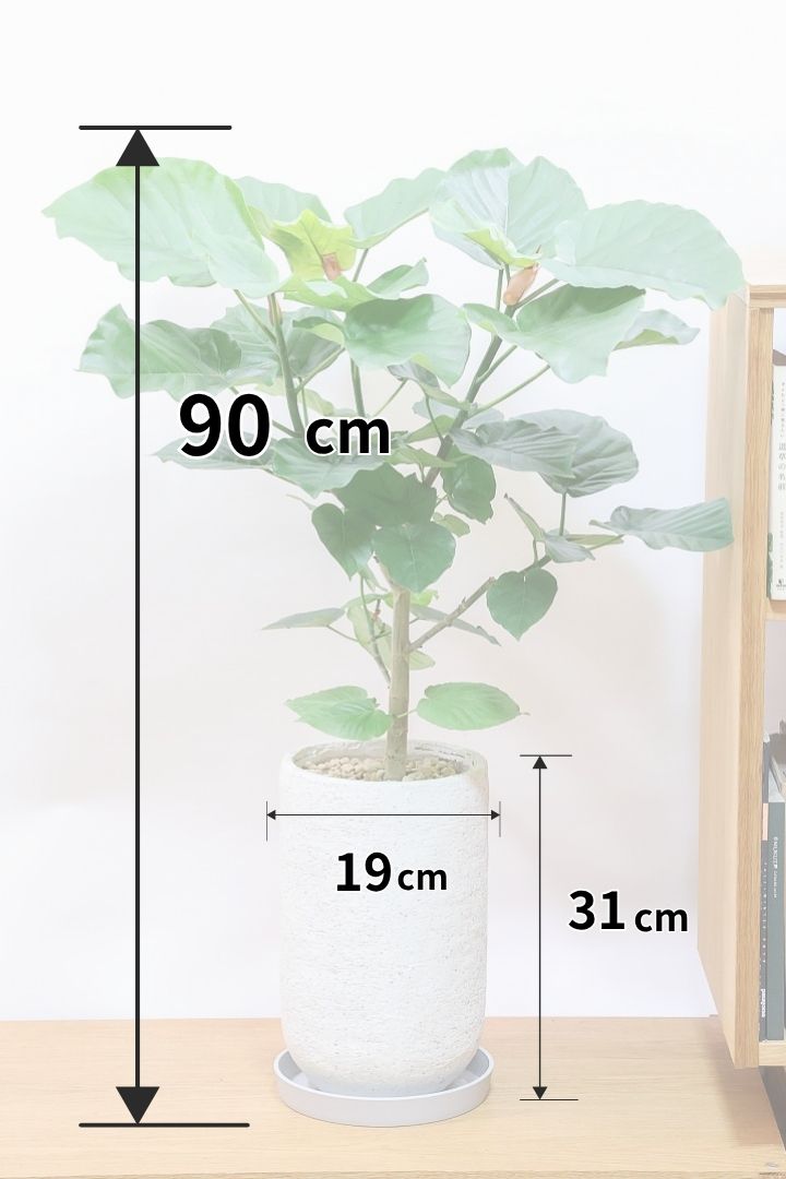 ウンベラータIV61619B| 観葉植物の通信販売 | APEGO(アペーゴ) ウンベラータIV61619B| 観葉植物の通信販売 | APEGO(アペーゴ)