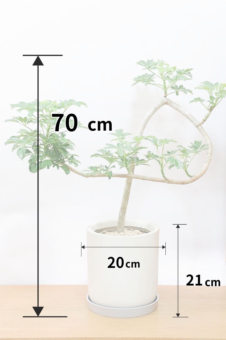 シェフレラ レナータIV61620| 観葉植物の通信販売 | APEGO(アペーゴ)