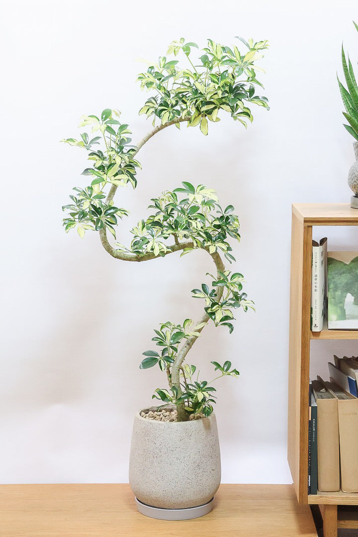 【シェフレラ グランディ】めっちゃカッコいいカーブの幹！好みもありますが、すごくイイ感じでカッコいいと思います！