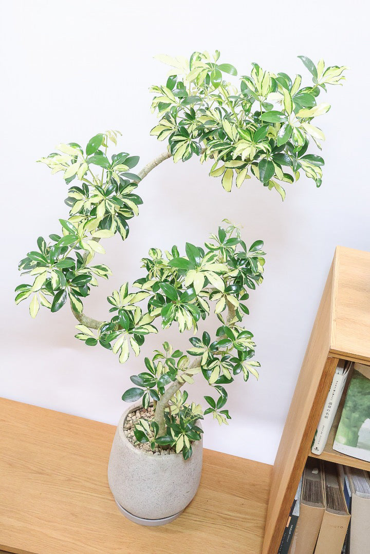 【シェフレラ グランディ】めっちゃカッコいいカーブの幹！好みもありますが、すごくイイ感じでカッコいいと思います！