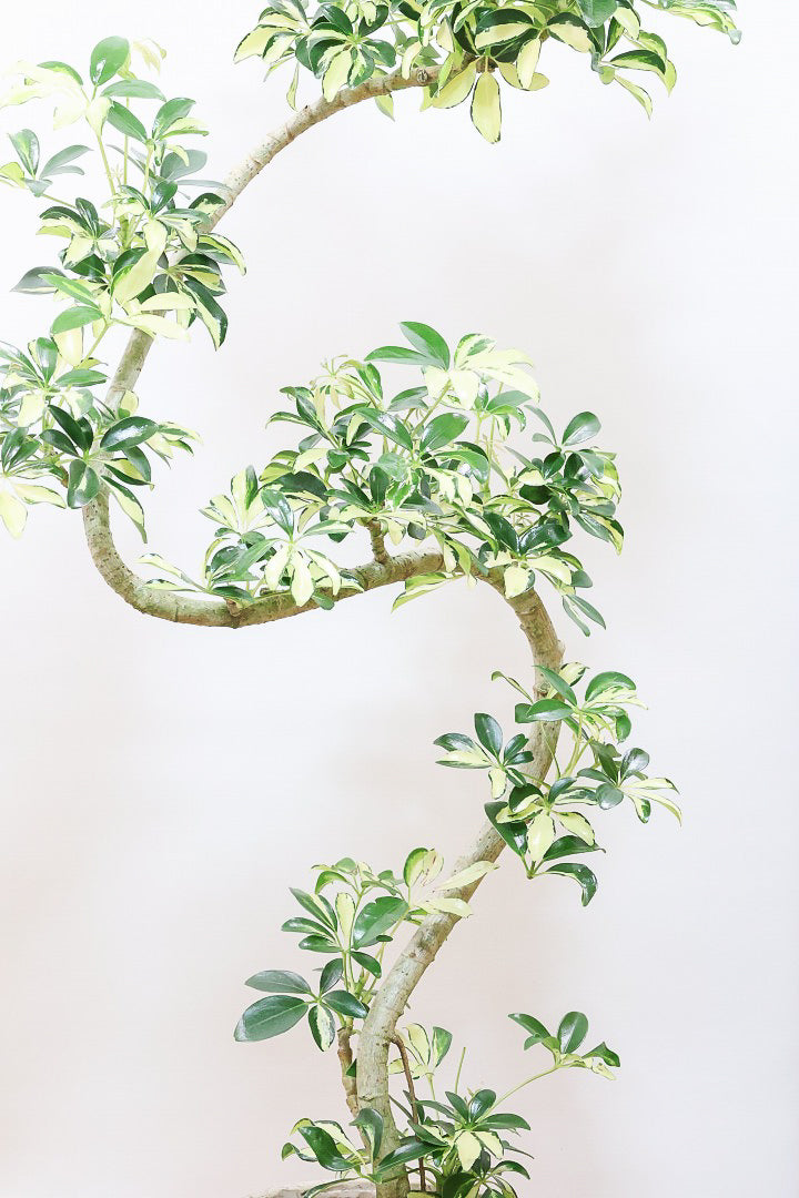 【シェフレラ グランディ】めっちゃカッコいいカーブの幹！好みもありますが、すごくイイ感じでカッコいいと思います！