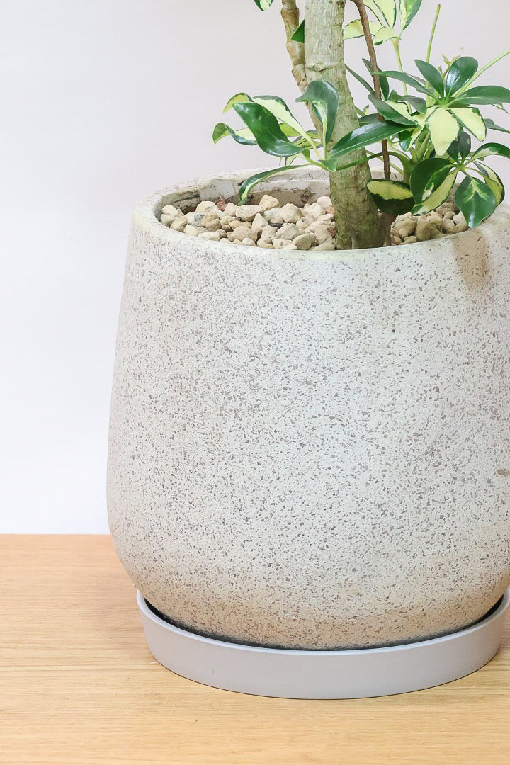 【シェフレラ グランディ】めっちゃカッコいいカーブの幹！好みもありますが、すごくイイ感じでカッコいいと思います！