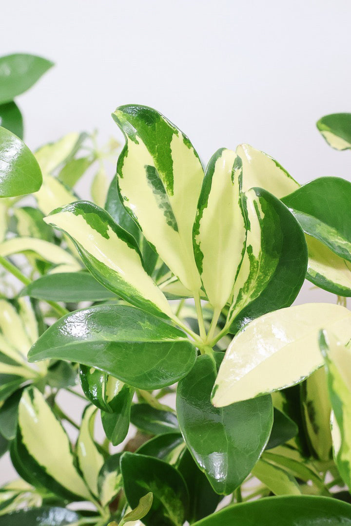 【シェフレラ グランディ】めっちゃカッコいいカーブの幹！好みもありますが、すごくイイ感じでカッコいいと思います！